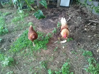 Altri animali domestici presso l'agriturismo o nei dintorni