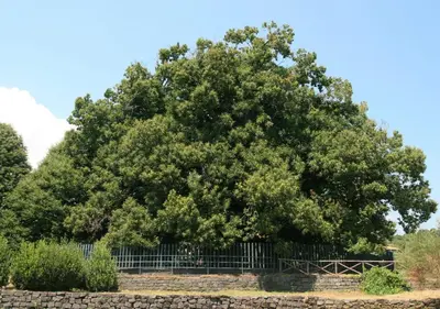 Planimetria di Lg Giarre Apartment in Italy