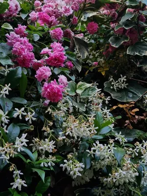 Giardino di Casa Delle Coccole