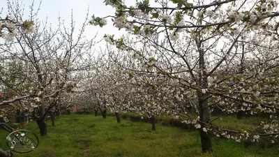 Giardino di Agriturismo Dolcetna