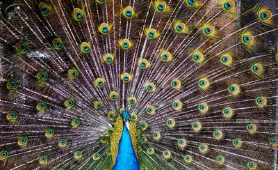 Altri animali domestici presso l'agriturismo o nei dintorni