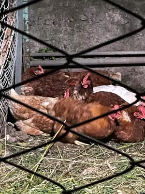 Altri animali domestici presso l'affittacamere o nei dintorni