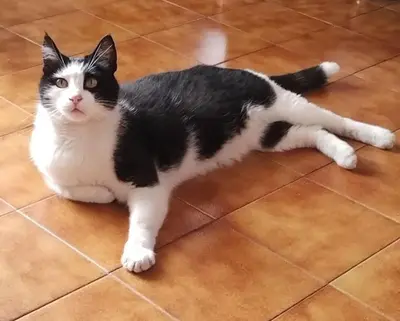 Ospiti di A casa di Gigi con animali domestici
