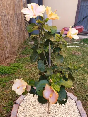 Giardino di Magnolia House