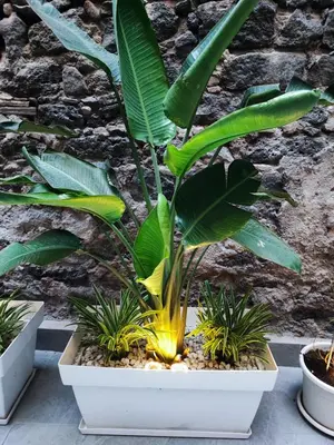 Giardino di Morgana Luxury Apartment