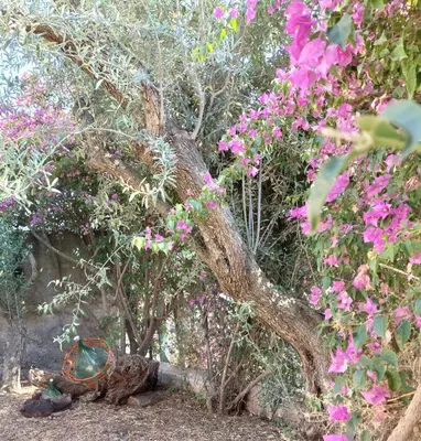 Giardino di Villa Clarenza - Holiday House