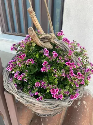 Planimetria di Villa Carolea