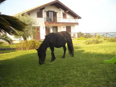 Altri animali domestici presso il bed & breakfast o nei dintorni