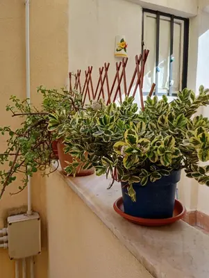 Planimetria di Aci House