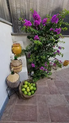 Giardino di Etna Docet