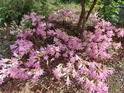Giardino di Villa Rosa delle rose