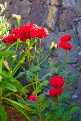 Giardino di B&B Il Vulcano