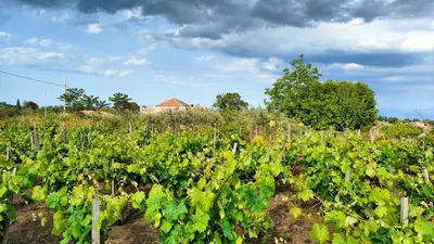 Giardino di Tenuta Arcidiacono - Etna, Wine, Country & Relax