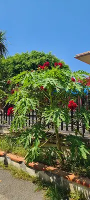 Giardino di La mansardina sul mare - Mascali