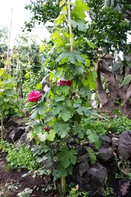 Giardino di Casa Macchia