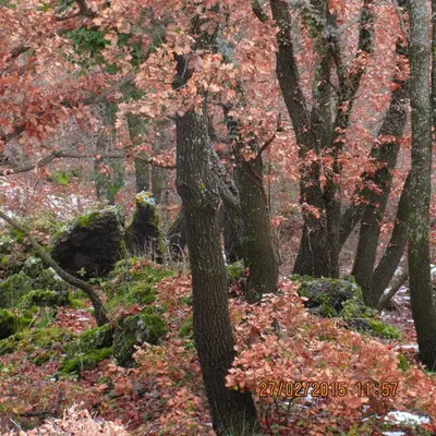 Giardino di Boscoscuro