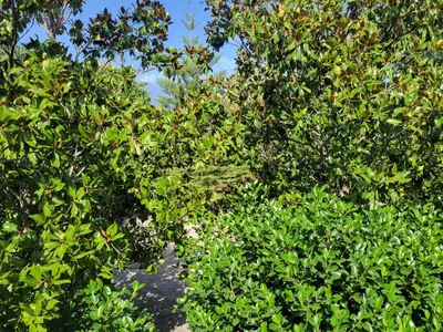 Giardino di Villa Marianna