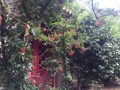Giardino di Cirasellaetna