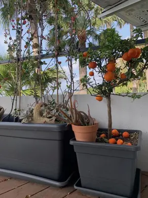 Giardino di Casa Nausica