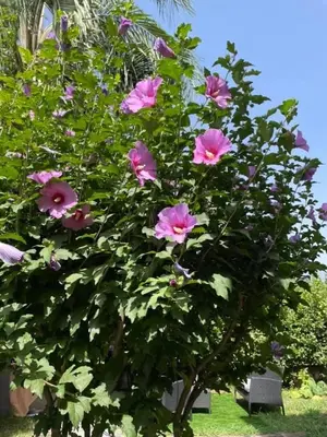 Giardino di Nuccio's house