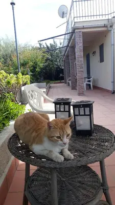 Ospiti di Carrubo - Giardino in città con animali domestici