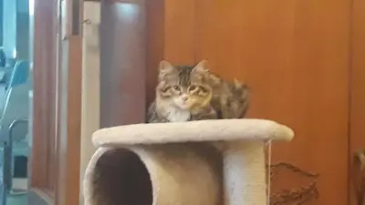 Ospiti di Carrubo - Giardino in città con animali domestici