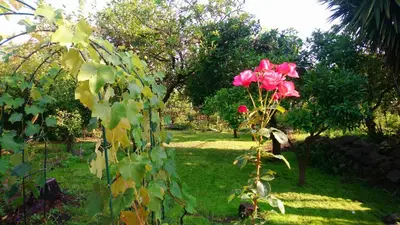 Giardino di B&B CasaNera