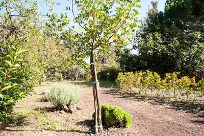 Giardino di Welcoming apartment in Nicolosi with included parking