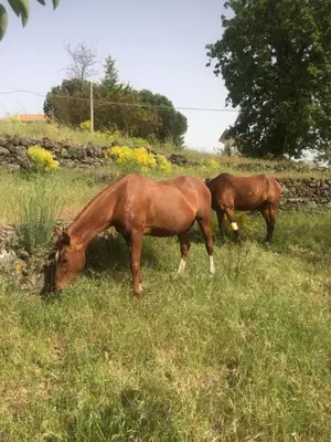 Altri animali domestici presso l'appartamento o nei dintorni