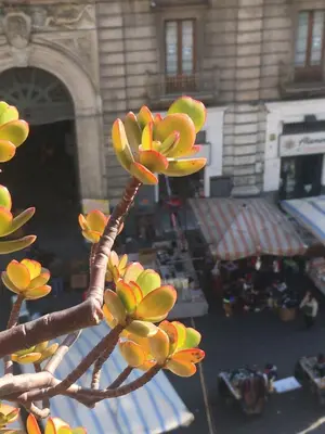 Planimetria di La Mansarda-roof