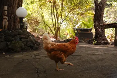 Altri animali domestici presso lo chalet o nei dintorni