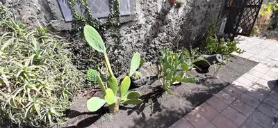 Giardino di Villa Etna