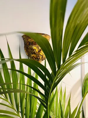 Planimetria di Sofia Katane Suites