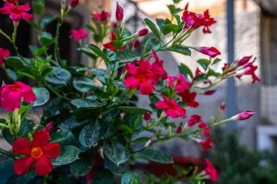 Giardino di Villa Giustega