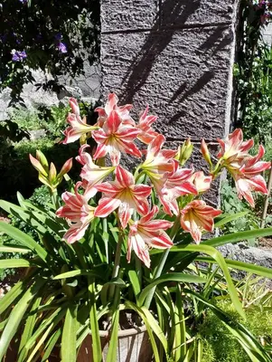 Giardino di Da Giulietta