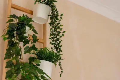 Planimetria di Locanda Popolare