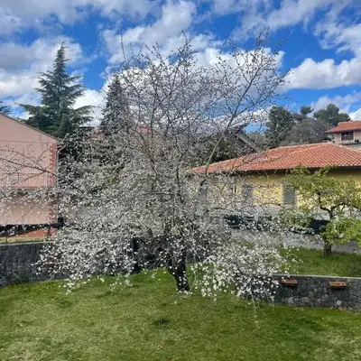 Etna sotto il ciliegio
