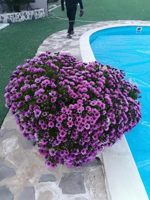 Giardino di Etnadia